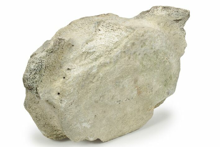 Fossil Whale Cervical Vertebra - Yorktown Formation #237625